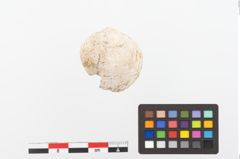 Foto von Muschelschale (NHMW-PRAE-023864)